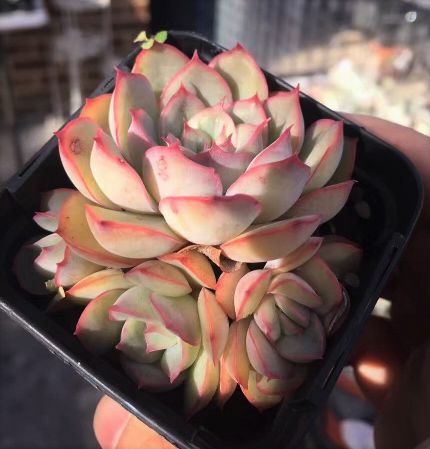 Echeveria hercules – RNT SUCCULENTS