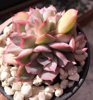 Echeveria hercules 武仙座 MELBOURNE SYDNEY ADELAIDE QUEENSLAND CANBERRA VICTORIA NSW QUEENSLAND SOUTH AUSTRALIA ACT SUCCULENT 多肉 墨尔本 维多利亚 澳洲 澳大利亚 悉尼 新南威尔士 阿德莱德 南澳 昆士兰 布里斯本 黄金海岸 多肉植物 堪培拉