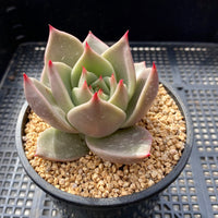 Echeveria jade star S