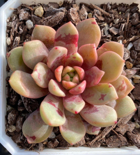 jelly jam succulent Echeveria jelly jam -XS – RNT SUCCULENTS