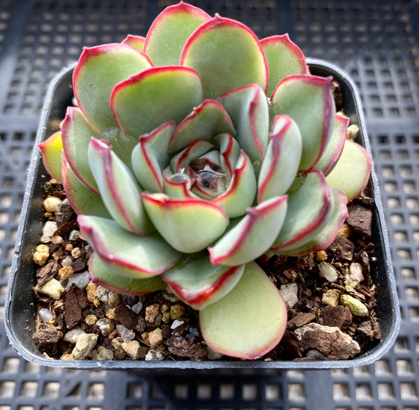 Echeveria Mexican pulidonis – RNT SUCCULENTS