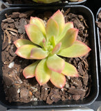 Echeveria minibell variegata