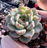 Echeveria minima x zaragozae