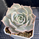 Echeveria paloma