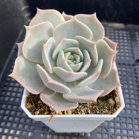 Echeveria paloma