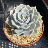 Echeveria paloma