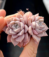 Echeveria pink rose