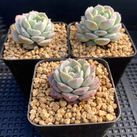 Echeveria pure love/ changhee