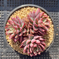 Echeveria sagita small form