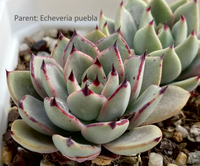 Echeveria sarahime botan x puebla