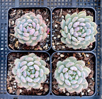 Echeveria setosa var. deminuta x lilacina