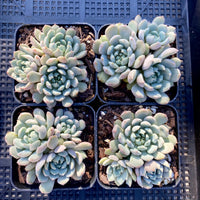 Echeveria setosa var. deminuta x lilacina