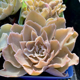 Echeveria shaviana seed grown