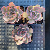 Echeveria shaviana pink frills