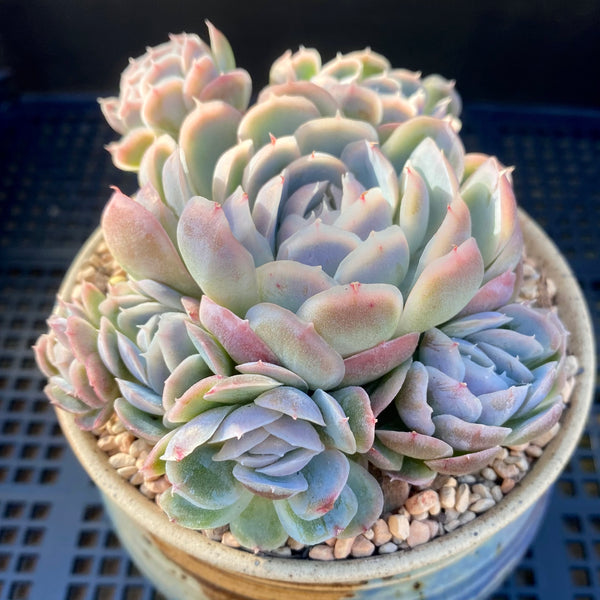 Echeveria sina – RNT SUCCULENTS