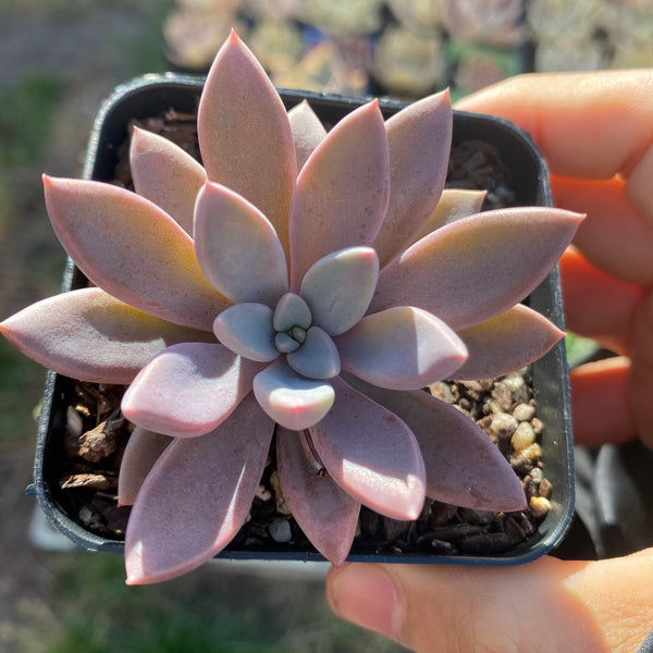 sugar jelly succulent Graptopetalum sugar jelly – RNT SUCCULENTS