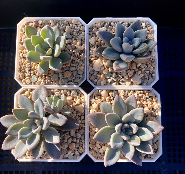 sugar jelly succulent Graptopetalum sugar jelly – RNT SUCCULENTS