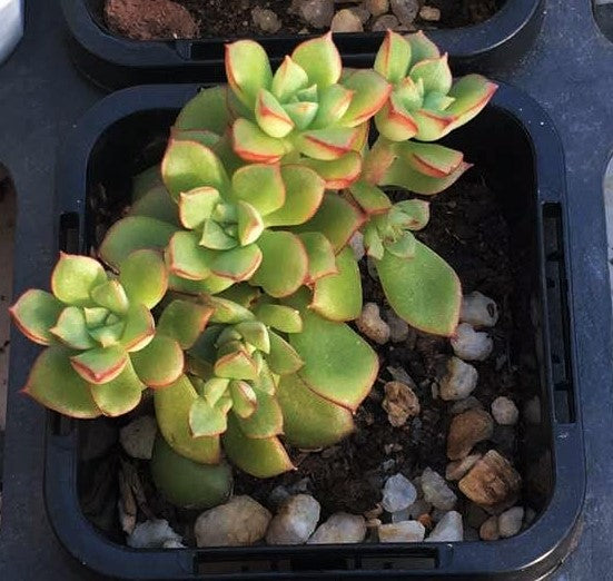 supia succulent Sedeveria Supia