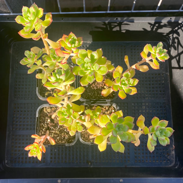 supia succulent Sedeveria Supia – RNT SUCCULENTS