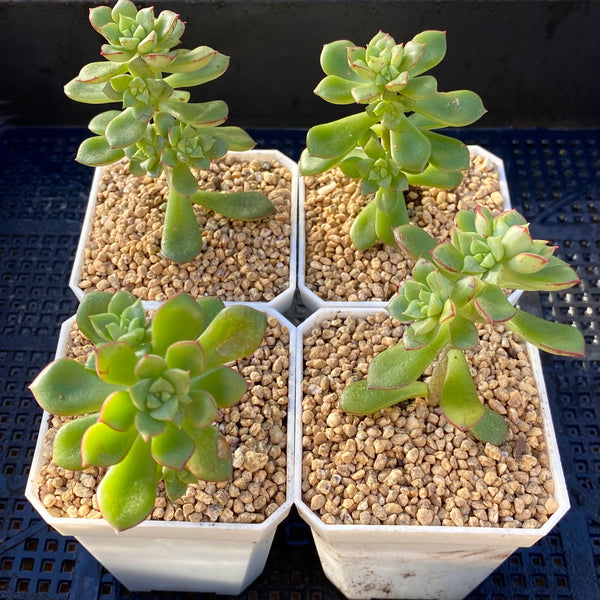supia succulent Sedeveria Supia – RNT SUCCULENTS