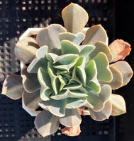 swan lake succulent Echeveria swan lake – RNT SUCCULENTS
