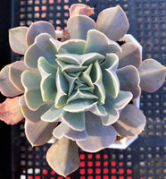 swan lake succulent Echeveria swan lake – RNT SUCCULENTS