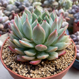 Echeveria tippy B