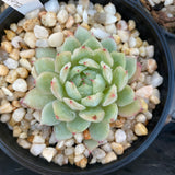 Echeveria tippy B