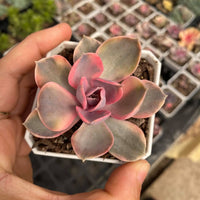 Echeveria west rainbow