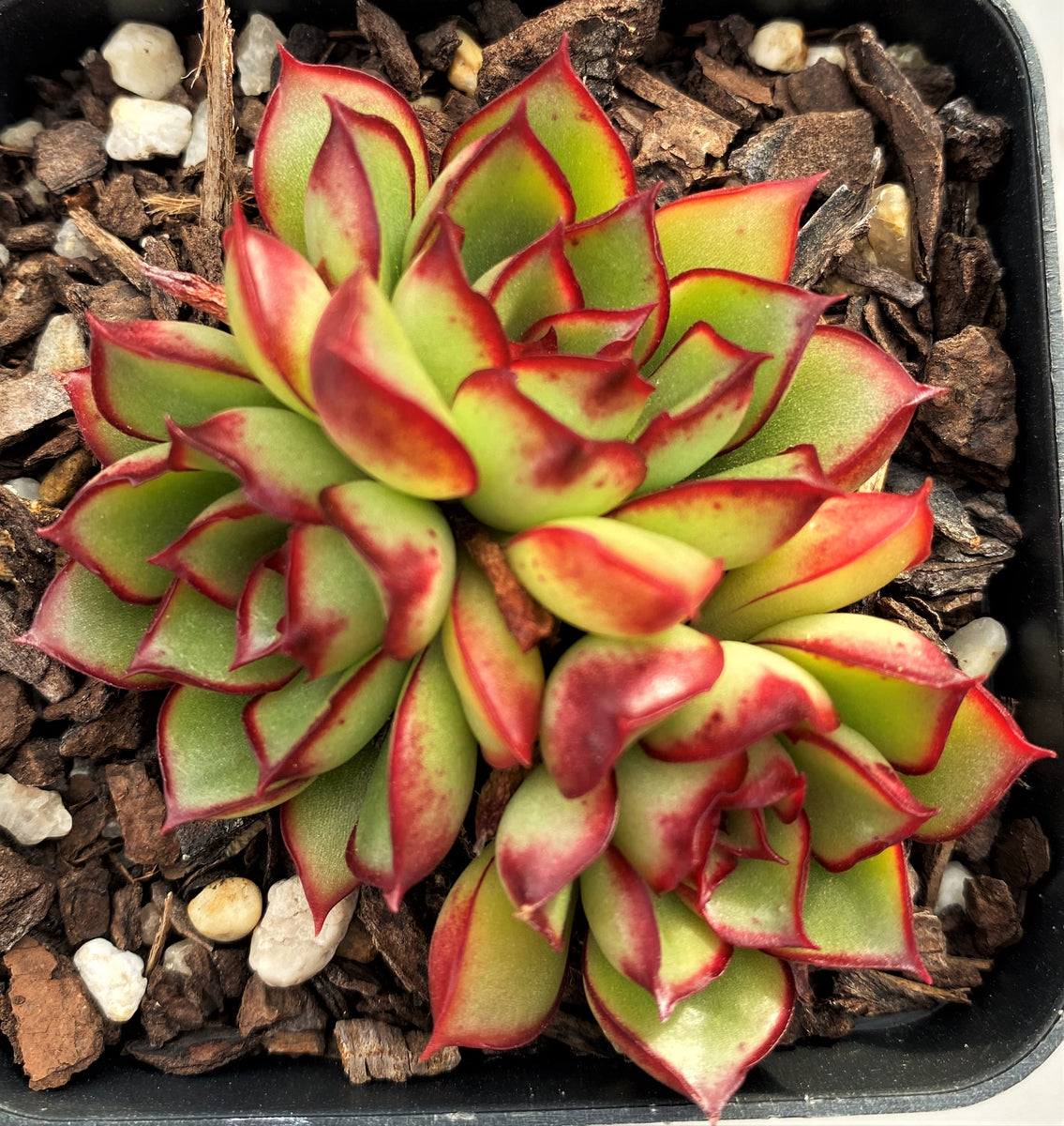 Echeveria yamato haru/yamato spring – RNT SUCCULENTS