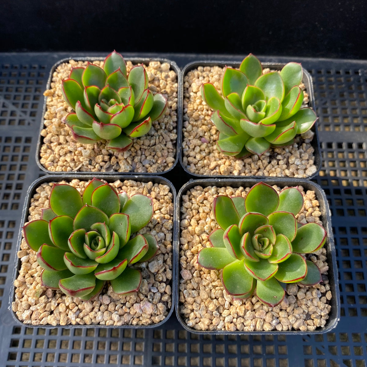 Echeveria yamato haru/yamato spring – RNT SUCCULENTS