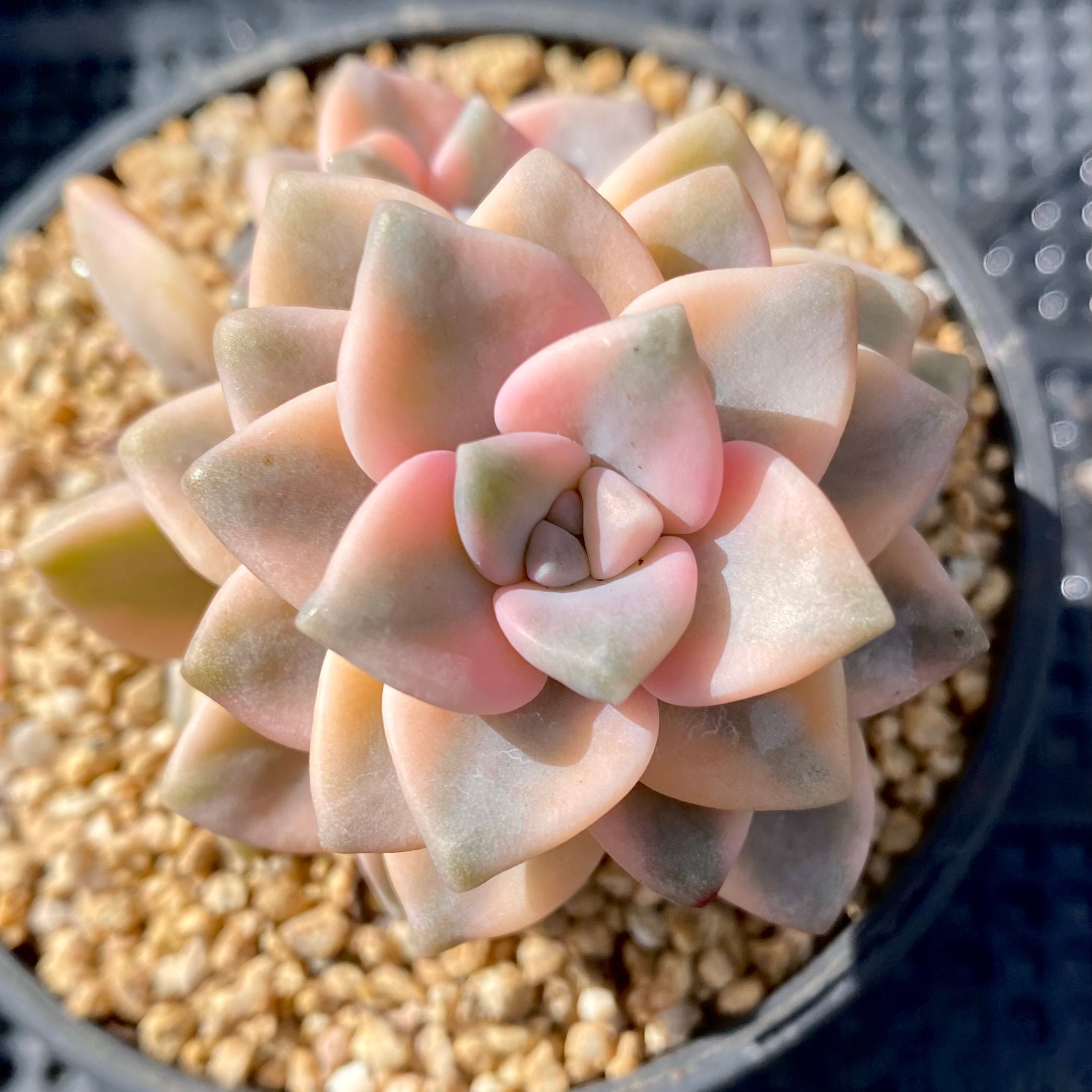 白色 多肉植物Laika23cm 4211.jpg.webp