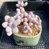 Graptopetalum 'lavender pebbles'