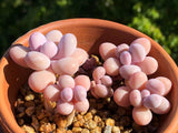 Graptoveria pearl beans