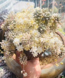 Graptopetalum mirinae variegata