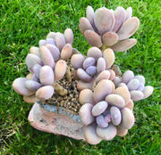 MELBOURNE SYDNEY ADELAIDE QUEENSLAND CANBERRA VICTORIA NSW QUEENSLAND SOUTH AUSTRALIA ACT SUCCULENT 多肉 墨尔本 维多利亚 澳洲 澳大利亚 悉尼 新南威尔士 阿德莱德 南澳 昆士兰 布里斯本 黄金海岸 多肉植物 堪培拉 Graptoveria orange snow ball 橙雪球