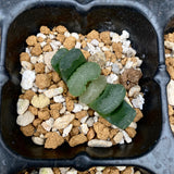 Haworthia truncata seed grown