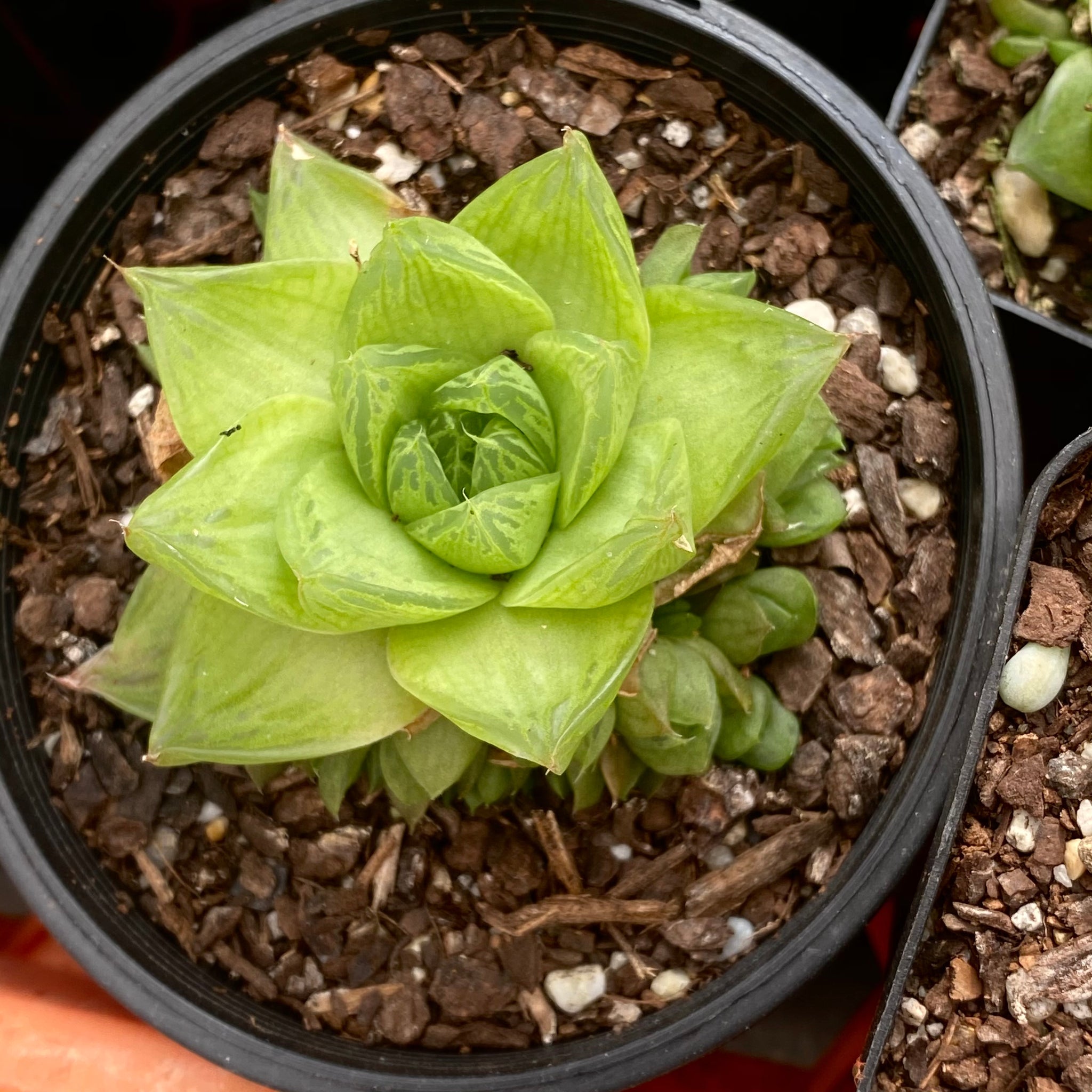 Succulent for indoor 适合室内，办公桌的多肉植物– RNT SUCCULENTS