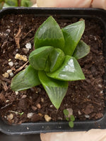 Haworthia retusa shiny leaves