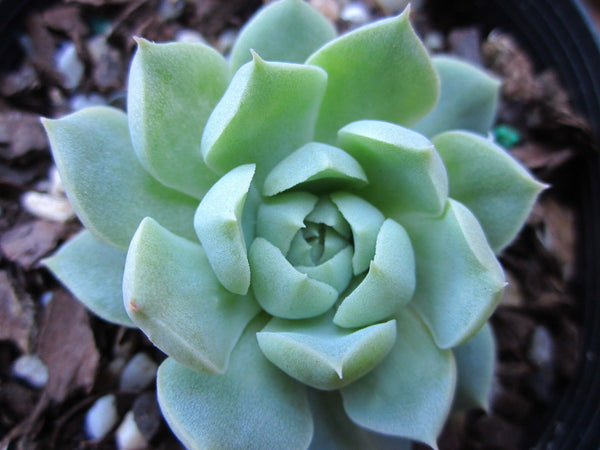 Echeveria hyalian 澳洲版海琳娜 Melbourne Australia