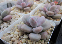 Graptopetalum Amethystinum ‘lavender pebbles' 桃蛋 Melbourne Australia