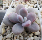 Graptopetalum Amethystinum ‘lavender pebbles' 桃蛋 Melbourne Australia