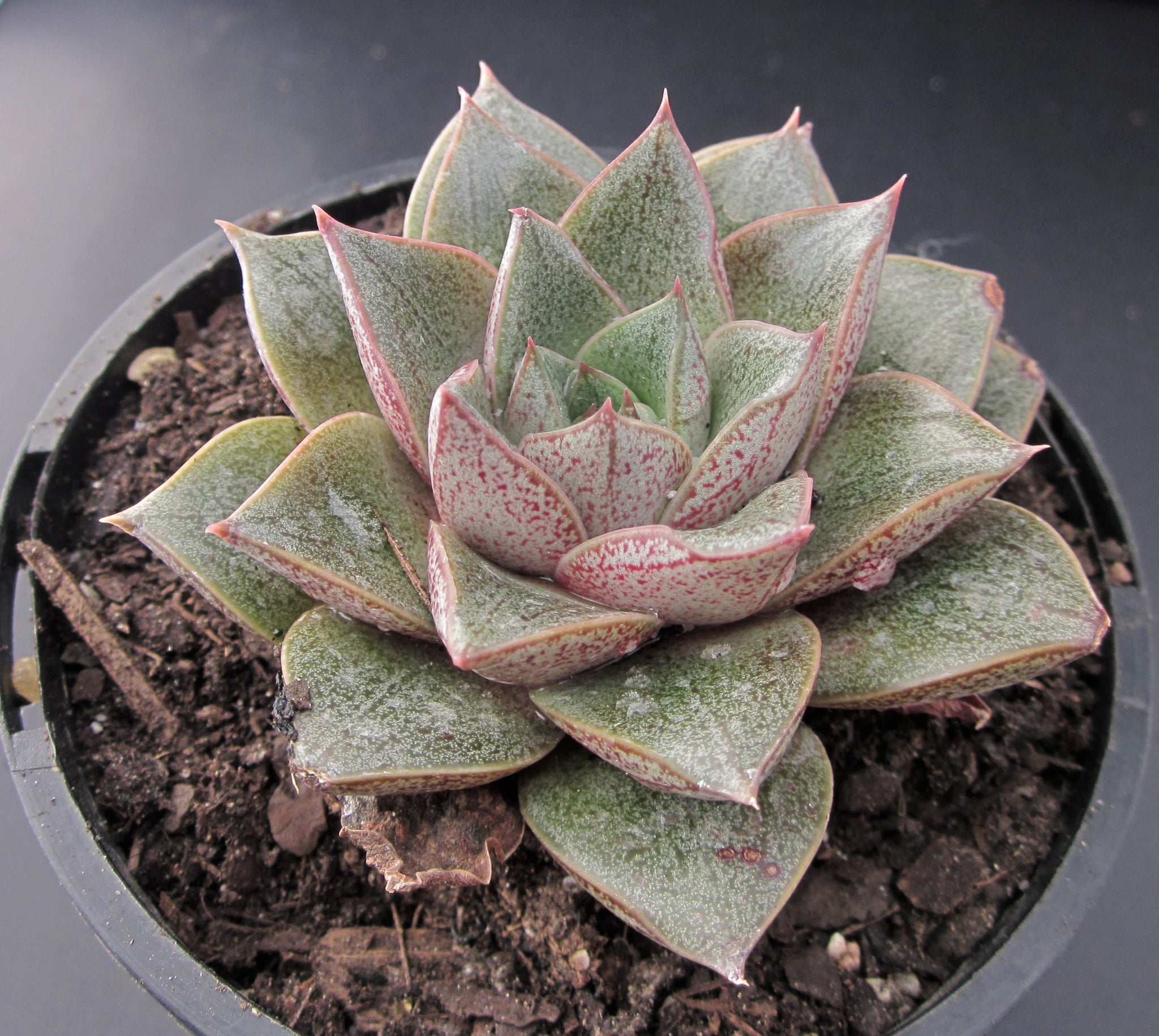 Echeveria purpusorum – RNT SUCCULENTS