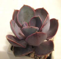 Echeveria purple perle 紫珍珠 Melbourne Australia