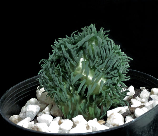 Sedum rupestre cristata 'wayne's brain‘ 蓝云杉缀化 Melbourne Australia