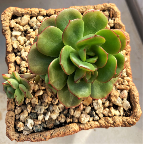 Echeveria Tramuntana – RNT SUCCULENTS