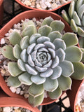 Echeveria Louise aka mary bell Melbourne Australia