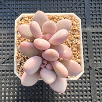 Graptopetalum lavender pebble pink form