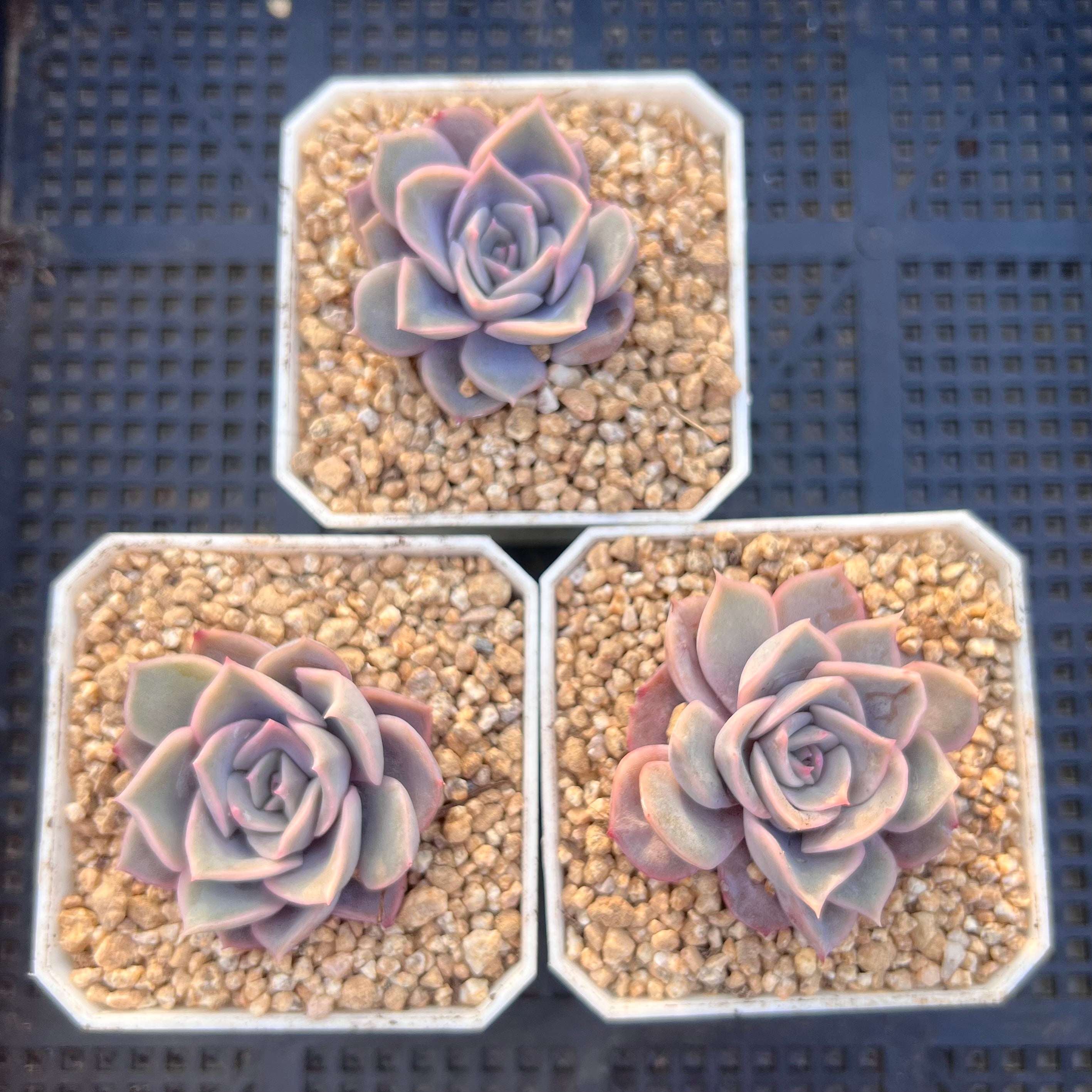 白色 多肉植物Laika23cm 4211.jpg.webp