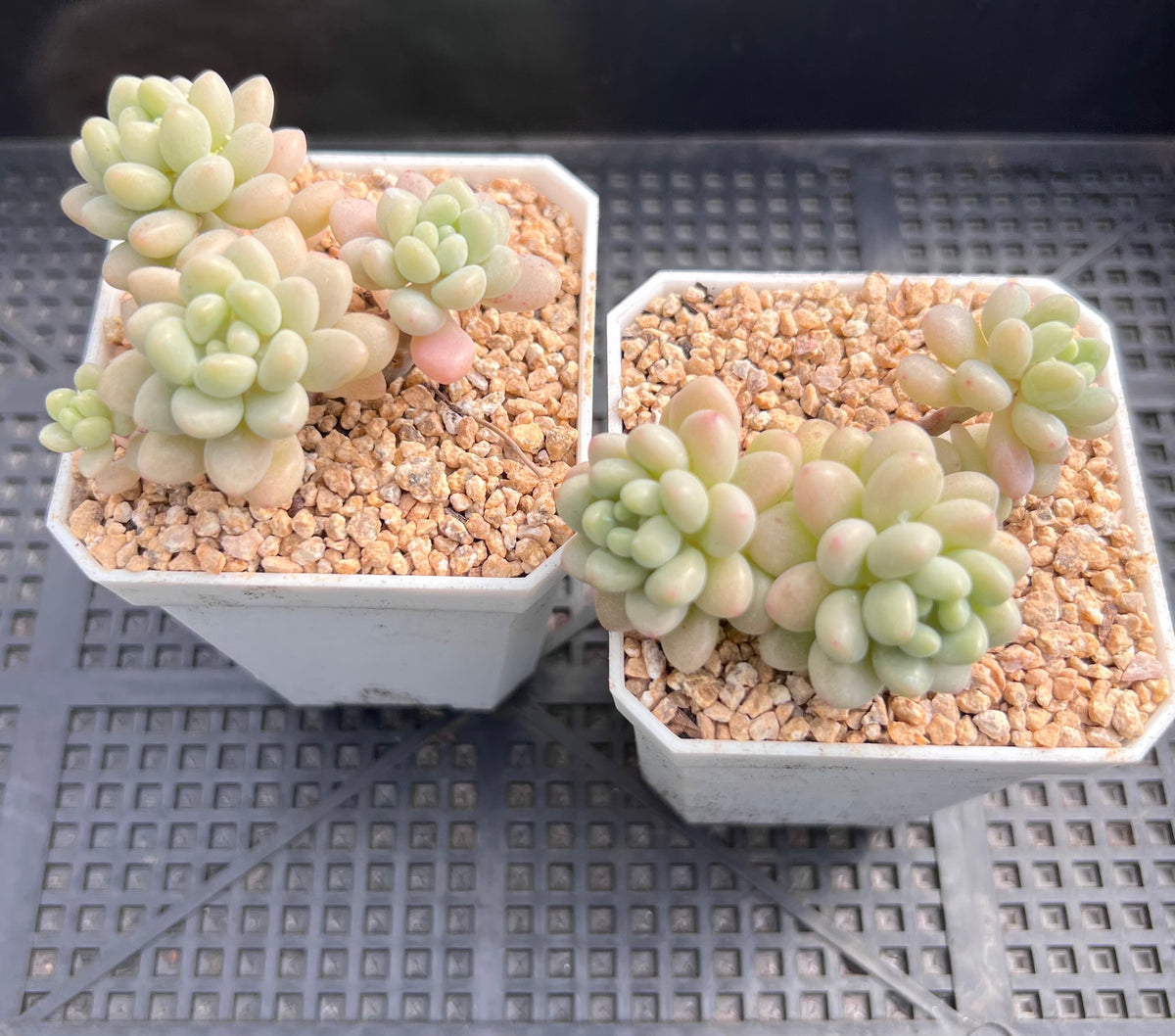 Graptosedum Rococo – RNT SUCCULENTS